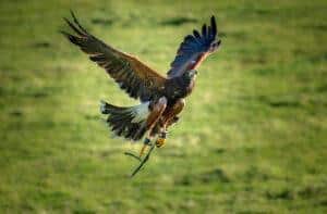 Read more about the article Bird of Prey Centre