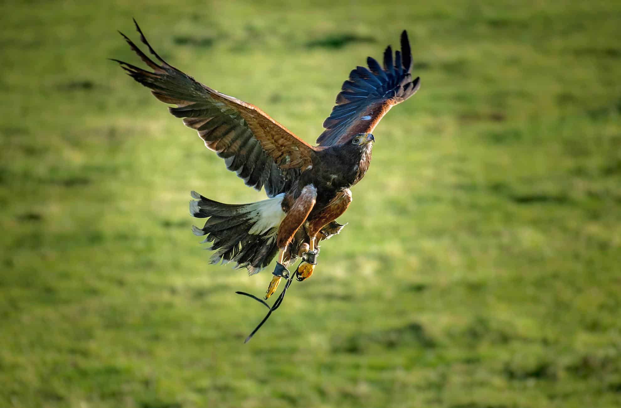 Bird of Prey Centre Bird of Prey Centre