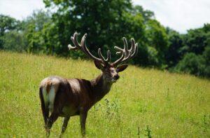 Read more about the article Wildlife